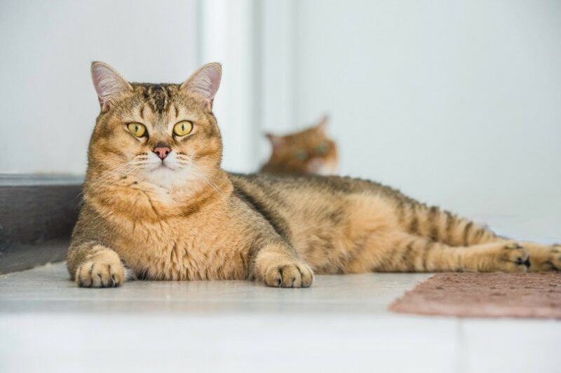 burmilla cat lying on the floor