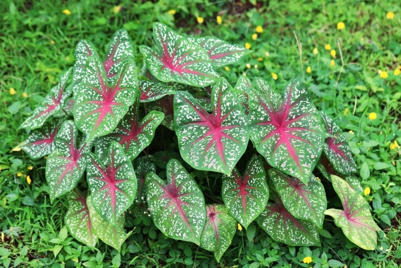 caladium plants