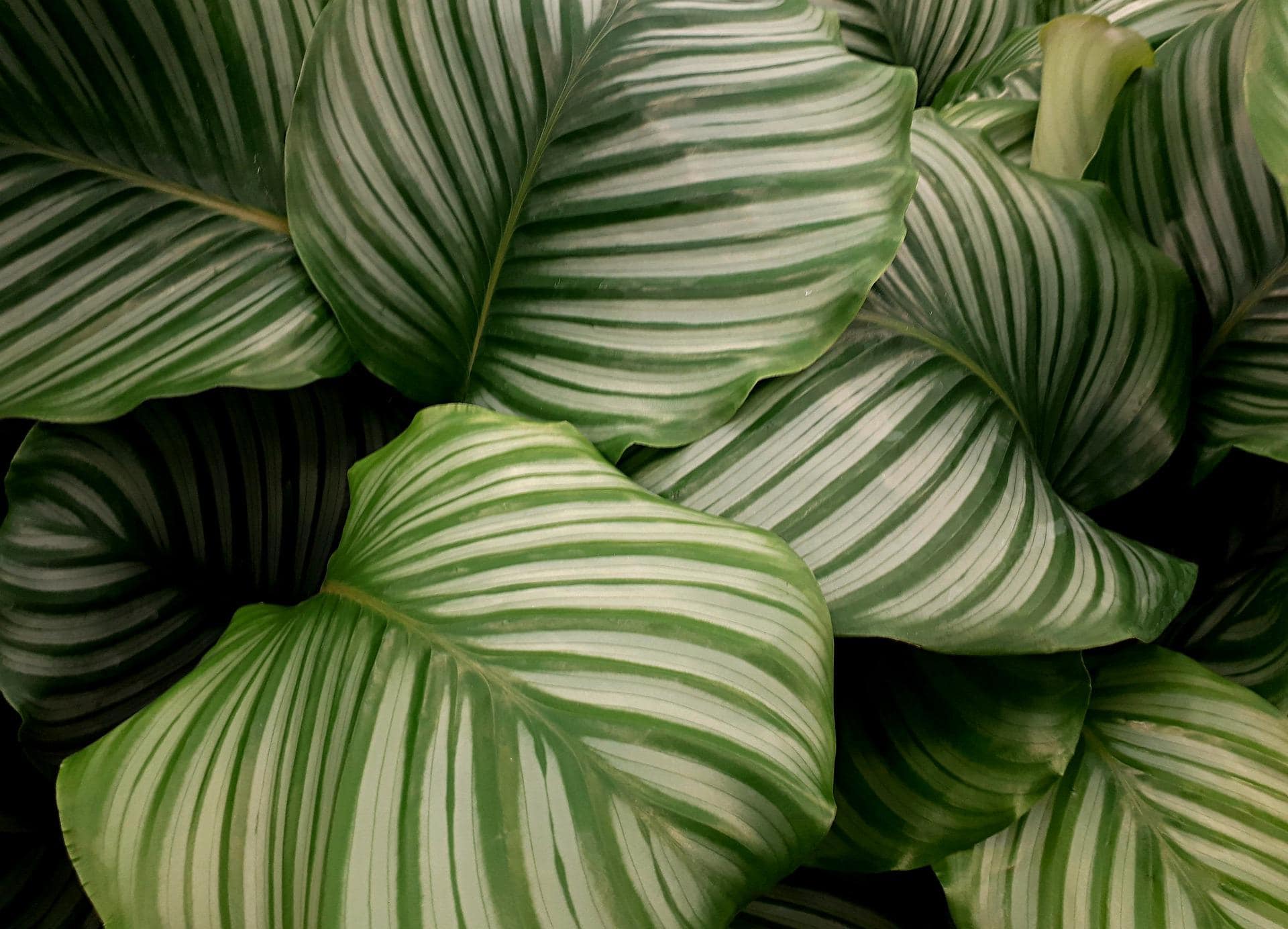 calathea