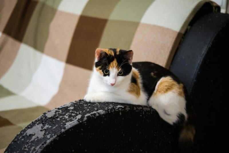 calico cat and a scratched sofa