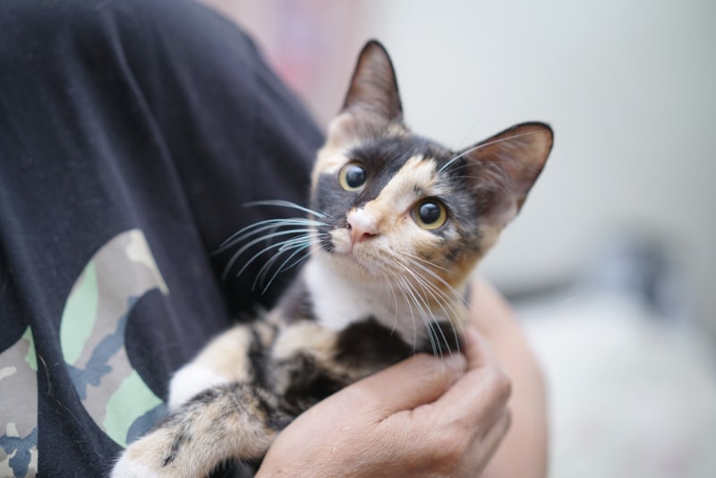 calico cat in the arms of a woman