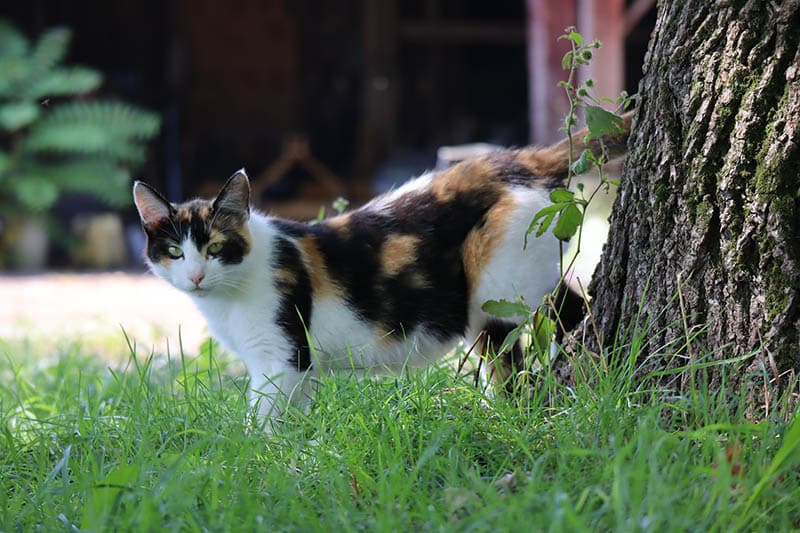 calico cat jumped from the tree