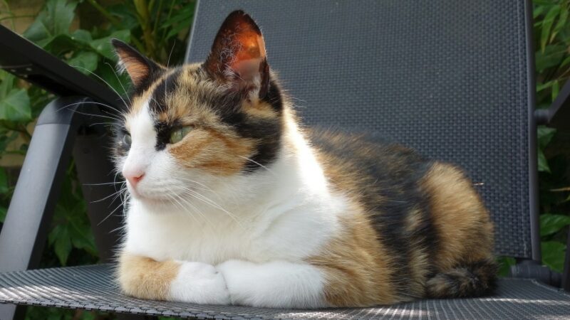 calico cat lying on chair