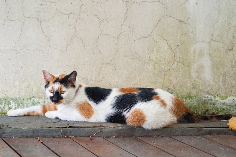 calico cat lying on the floor