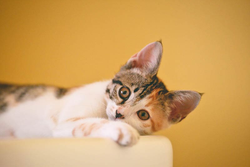 calico cat lying on the side