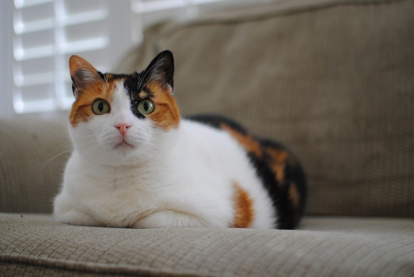 calico cat on the couch
