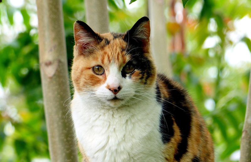 calico cat outside looking at camera