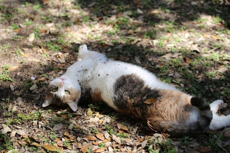 calico-cat-rolling-in-the-dirt_Cathleen-Wake-Gorbatenko_shutterstock