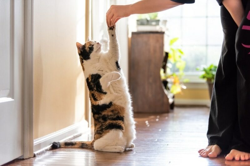 calico cat standing up on hind legs