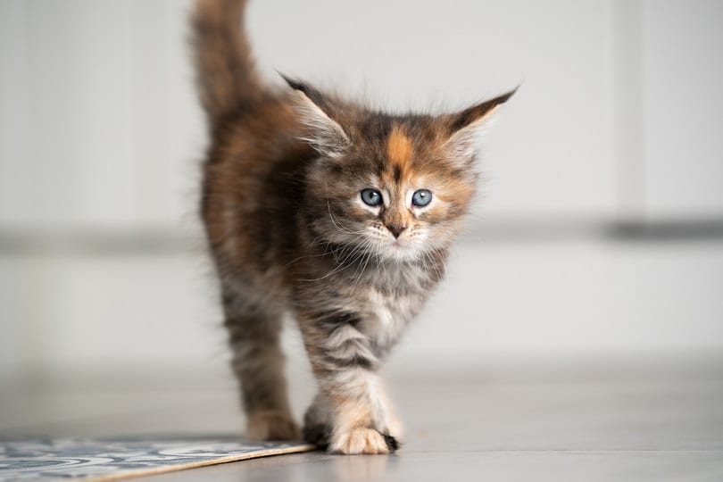 calico maine coon kitten walking