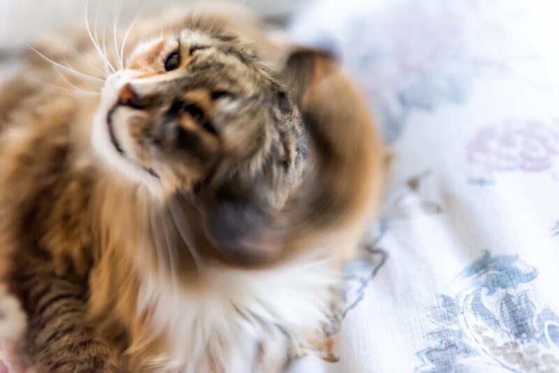 Calico maine coon shaking