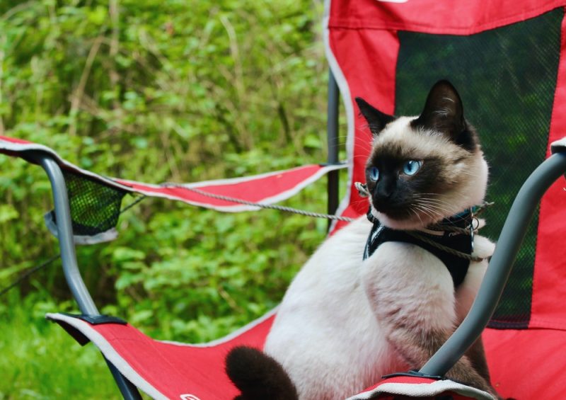 camping with siamese cat on leash