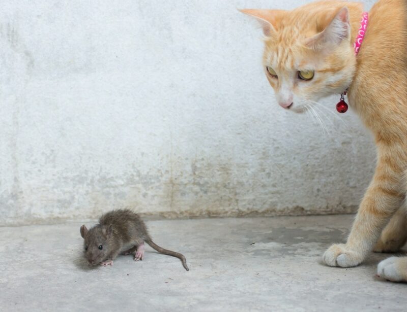 can cats kill rats