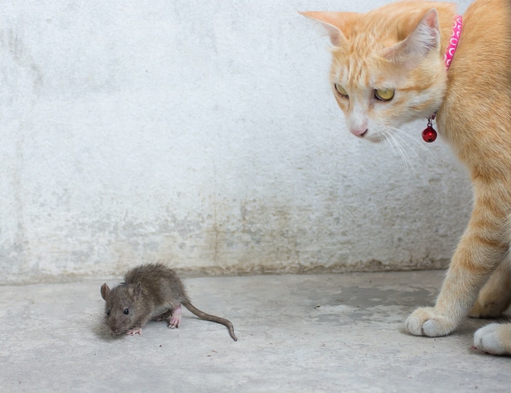 Do Cats Kill Rats Vet Reviewed Facts Efficacy Catster