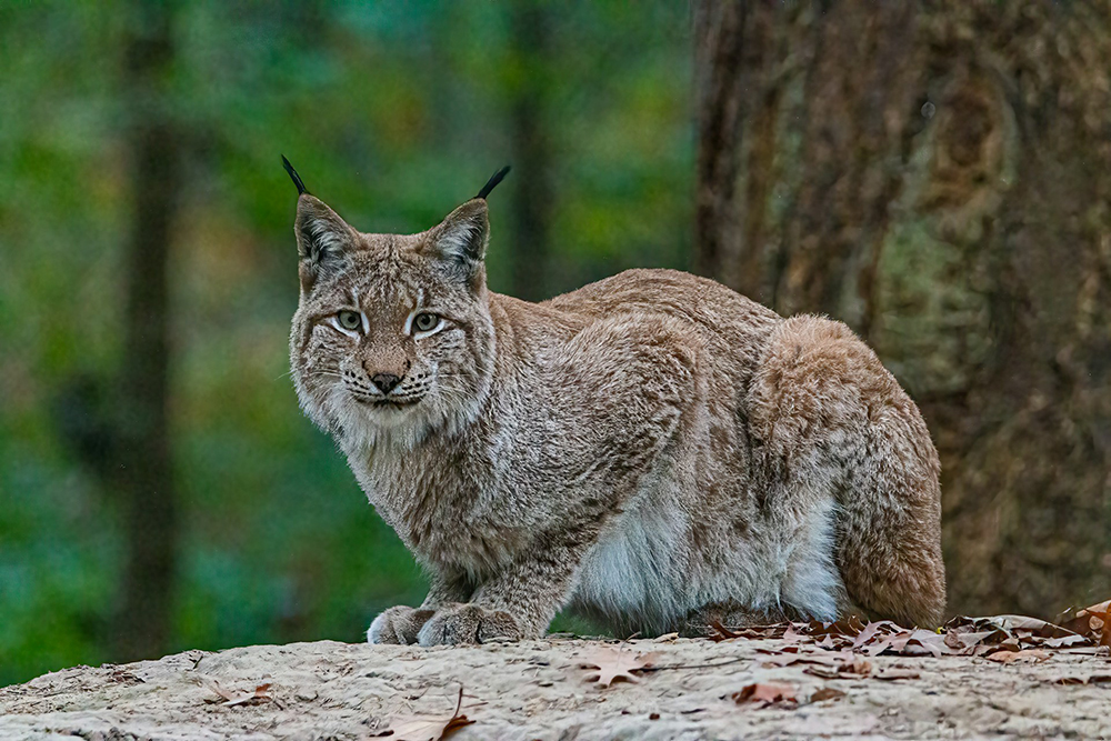 canadian lynx wild cat