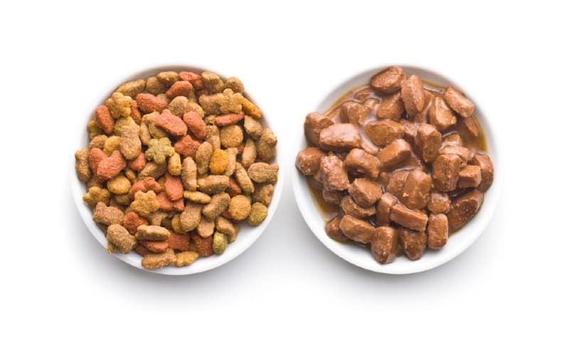 Dry Food vs. Wet Food
