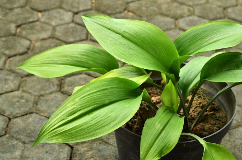 cast iron plant