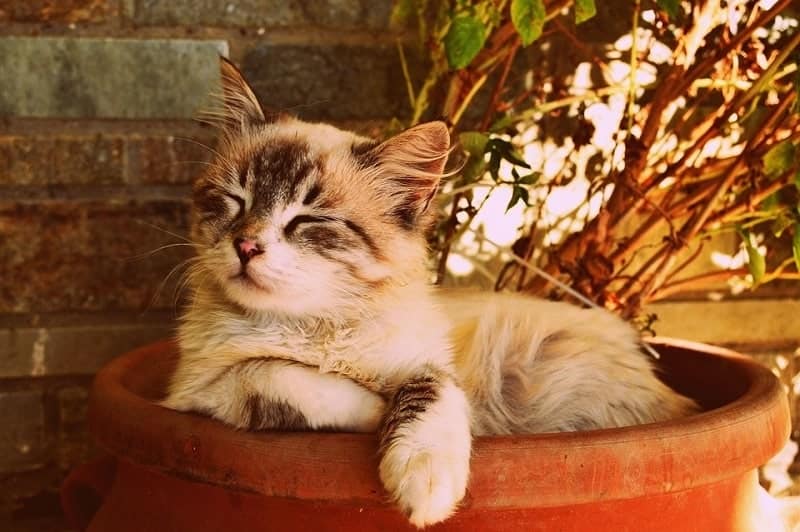 cat