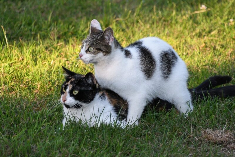 cat humping another cat