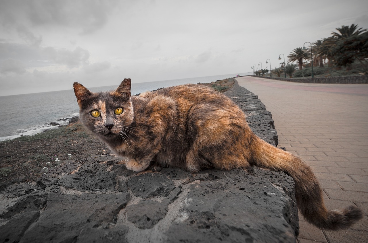tortoiseshell cat on the beach