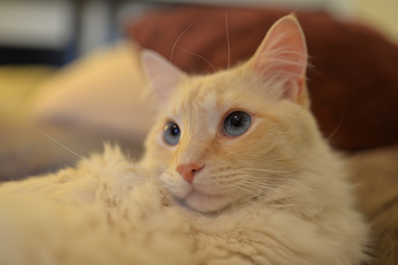 Red point balinese point cat