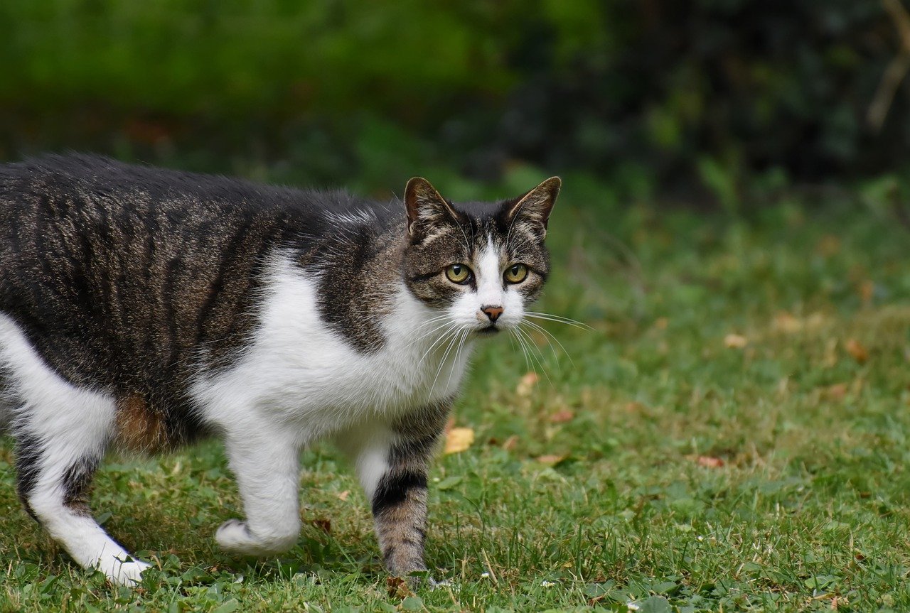 Domestic cat outdoor