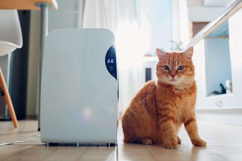 cat Dehumidifier