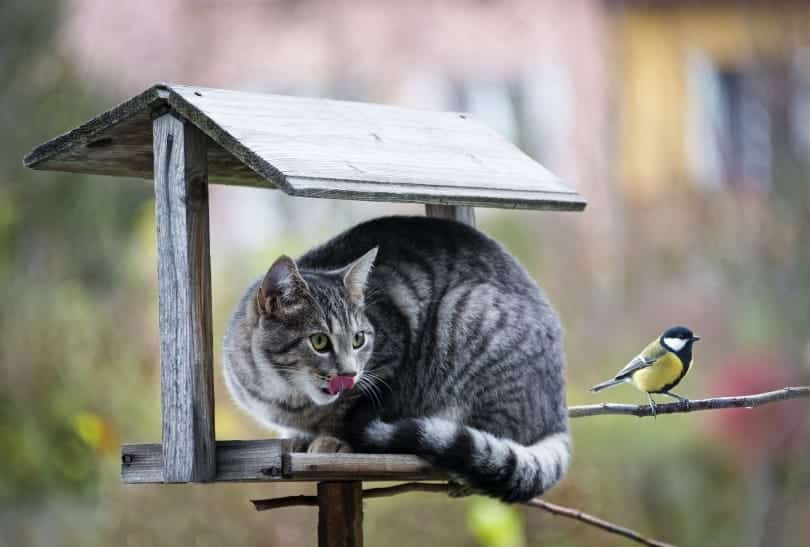 cat and bird