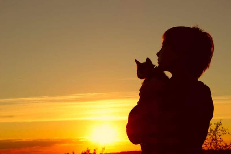 cat and boy in sunset