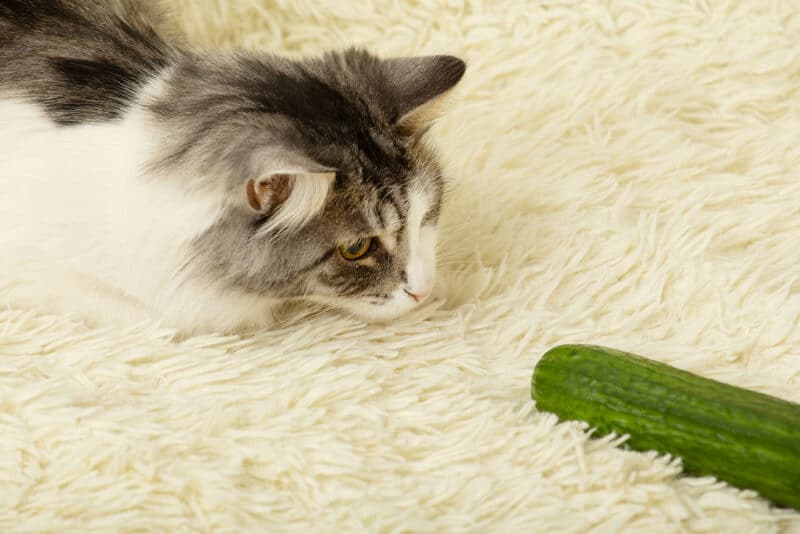 Cats Scared by Cucumbers Compilation 