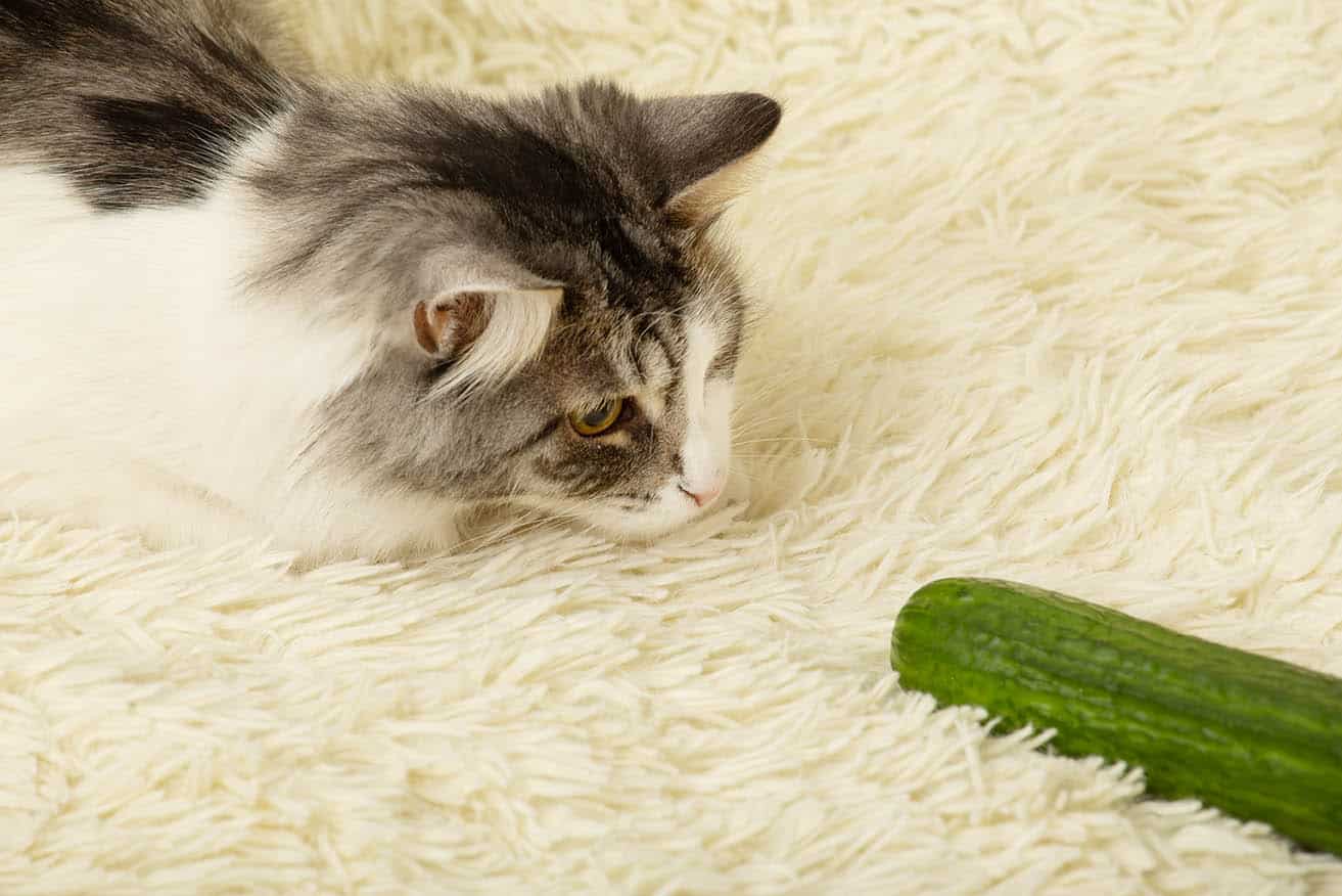 cat and cucumber