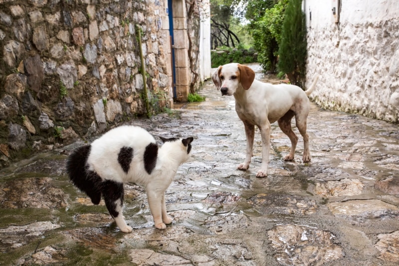 cat and dog fighting