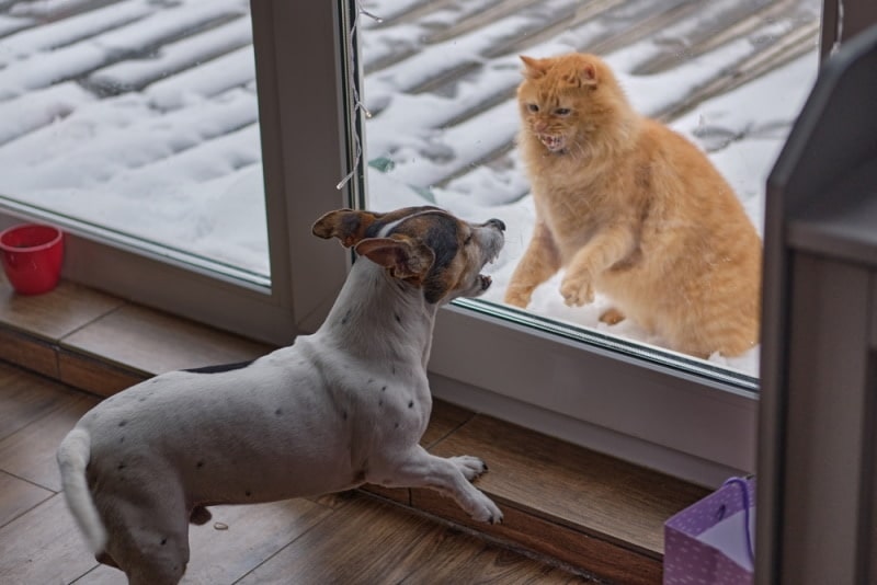 cat and dog in the window