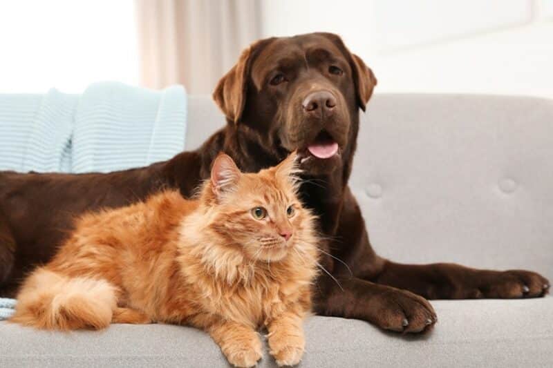 cat and dog together on sofa