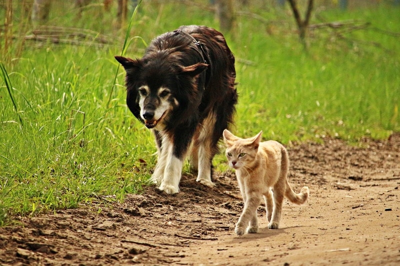 cat and dog walking