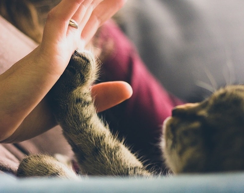 cat and human