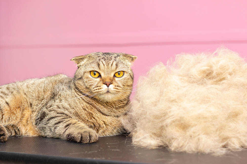 cat and its fur