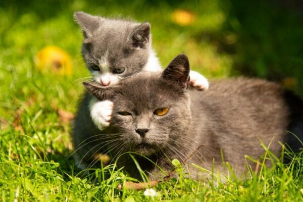 cat and kitten playing outdoors