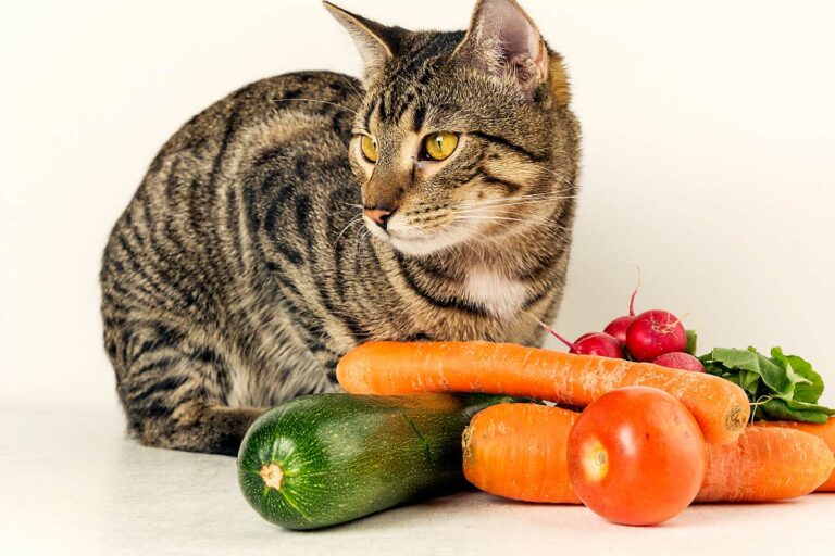 27 Fruits & Vegetables That Cats Can Eat (with Pictures) Catster