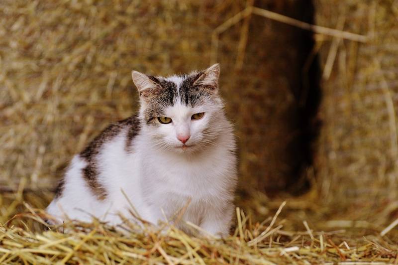 cat at a barn