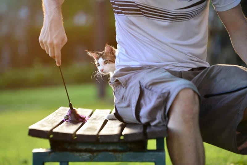 cat at the back of its owner on a bench