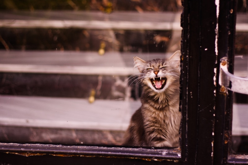 cat behind the closed transparent glass door meows and asks to go outside