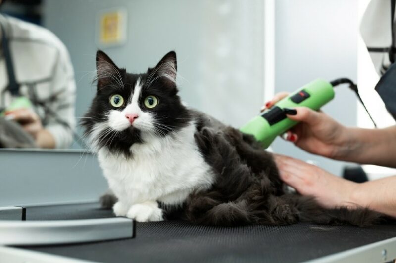 cat being groomed and shaved at a salon