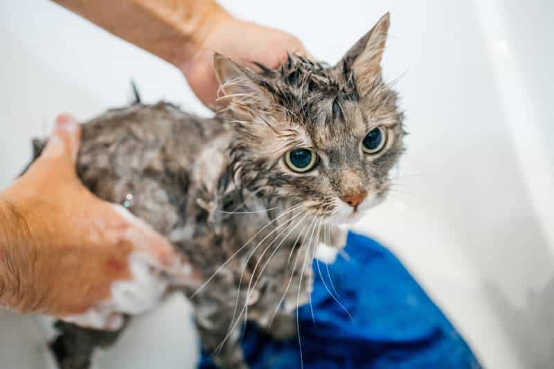 cat being washed