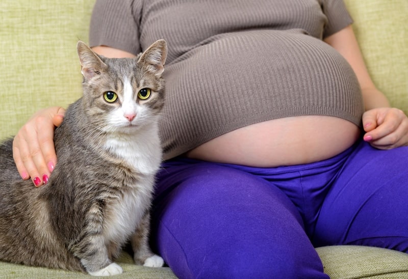cat beside her pregnant owner