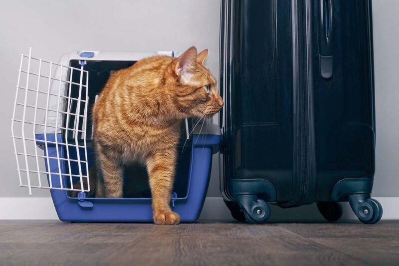 cat beside luggage