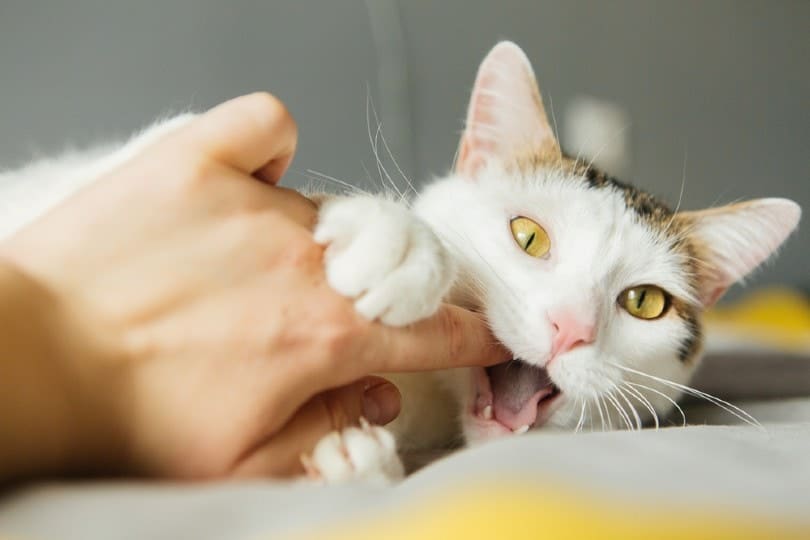 Why Does My Cat Nibble Me? 5 VetVerified Reasons Catster