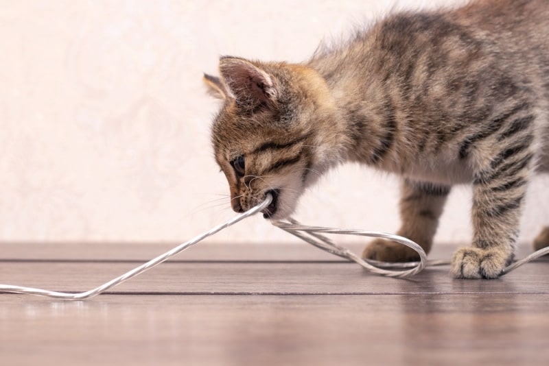 cat biting electrical chord