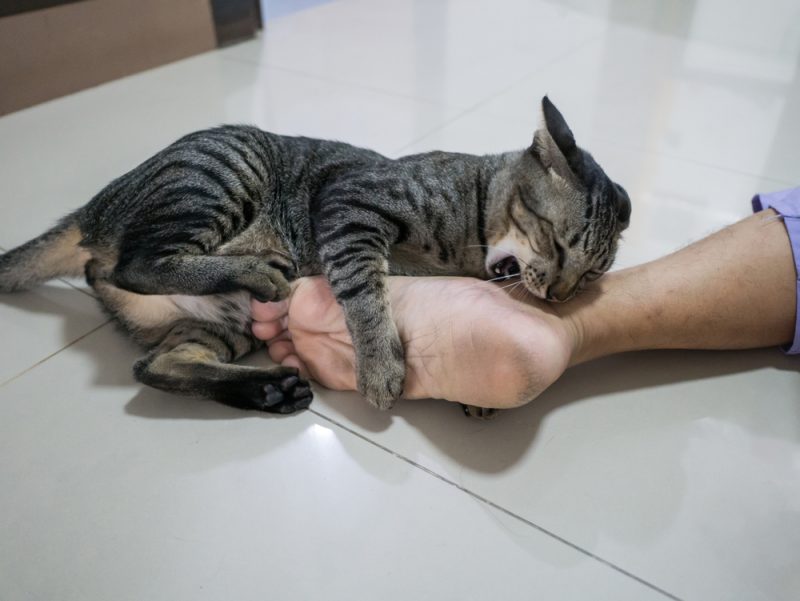 cat biting man's foot