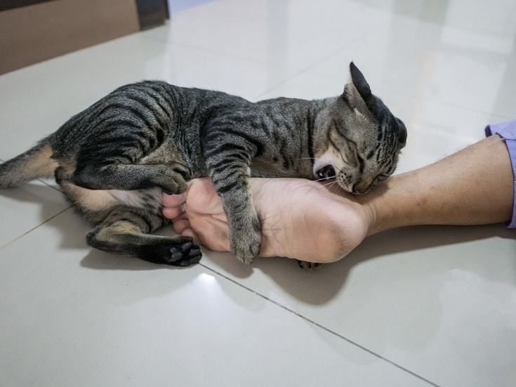 cat biting man's foot_Shutterstock_Chomphuphucar